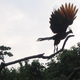 The hoatzin, the national bird of Guyana
Warren H./Wikimedia Commons
